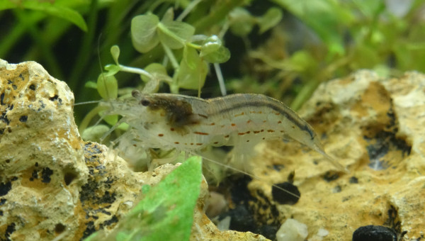 Sanctuaire  : Jour 22