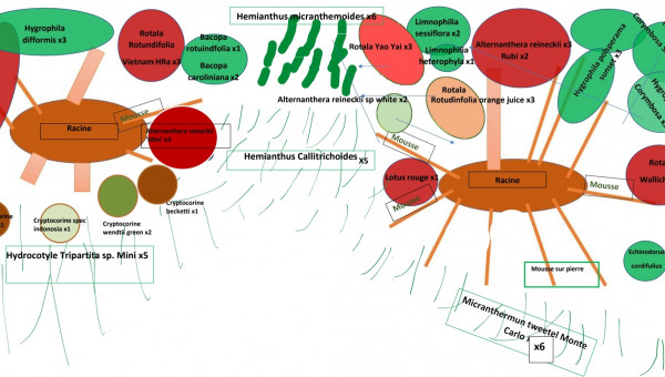 Nouveau schéma plantation suite à remise en eau