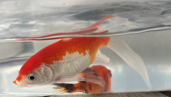 deux poissons au bassin