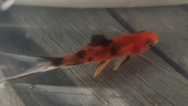 deux poissons au bassin