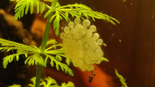 De la vie supplémentaire...