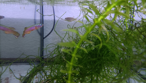 Couple ♀️♂️ Aphyosemion striatum Ncolamvan GEMHS 00-33