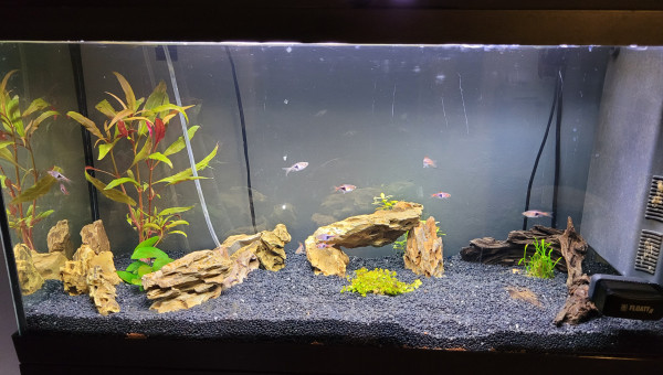 Introduction rasboras