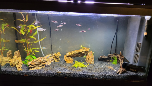 Introduction ramirezy