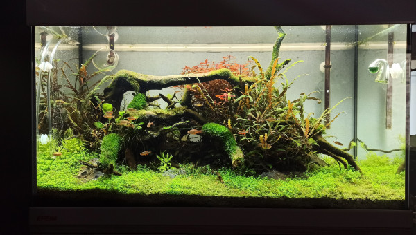 Après les diatomées... les cornes de cerfs !