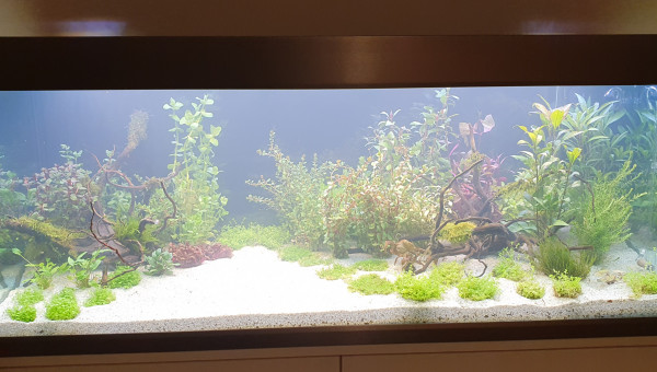 Ajout d'un lotus vert à la place de l'echinodorus