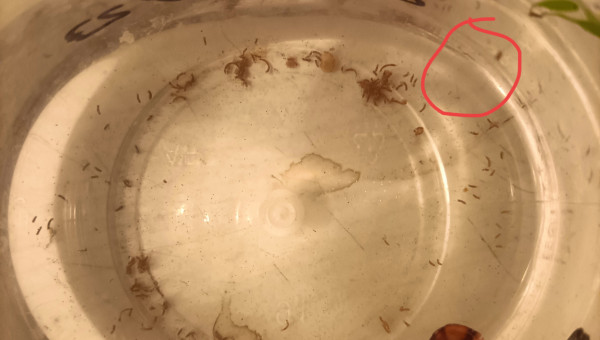 Naissance Alvin 24h Aphyosemion striatum Ncolamvan GEMHS 00-33