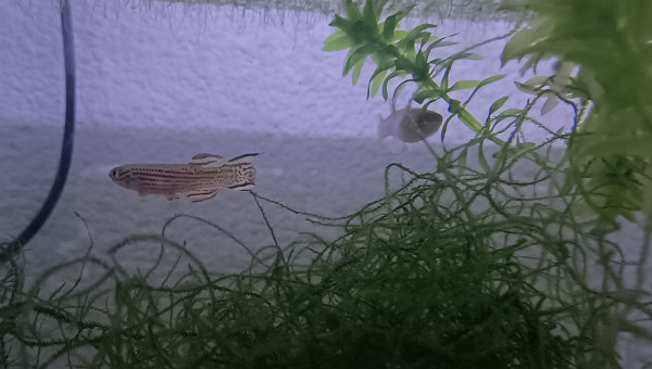 Aphyosemion striatum Ncolamvan GEMHS 00-33