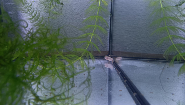 Aphyosemion schioetzi Ngombe Z 91-01