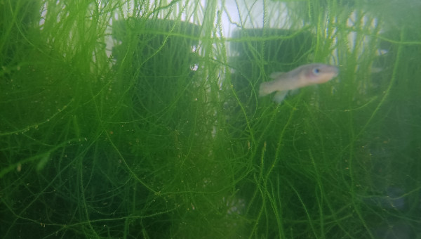 Femelle ♀️ Fundulopanchax nigerianus Misajé ADL 13-15