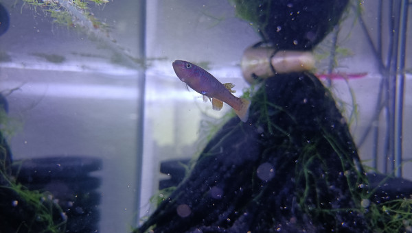 Femelle ♀️ Fundulopanchax scheeli
