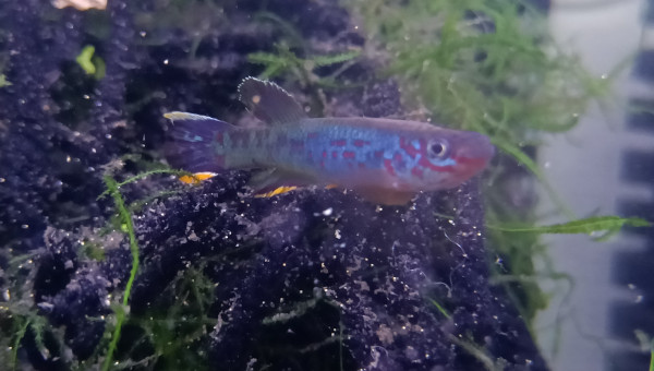 Mâle ♂️ Fundulopanchax scheeli