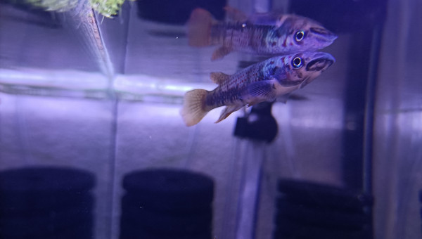 Mâle ♂️ Epiplatys SP. Boumayombi COCCA 19-09