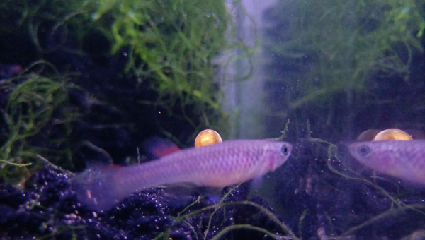 Femelle ♀️ Aphyosemion striatum Ncolamvan GEMHS 00-33