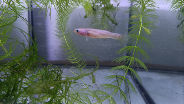 Femelle ♀️ Aphyosemion schioetzi Ngombe Z 91-01