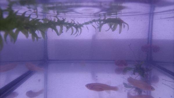 Femelles ♀️ Fundulopanchax nigerianus innidere