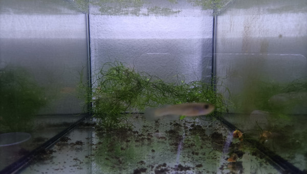 Aphyosemion aff. cognatum Mayitou-kou RC 19-59