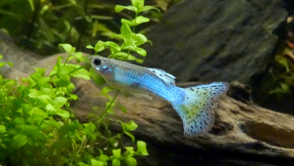 Mesdames et Monsieur P. R. Guppies