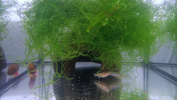 Fundulopanchax scheeli