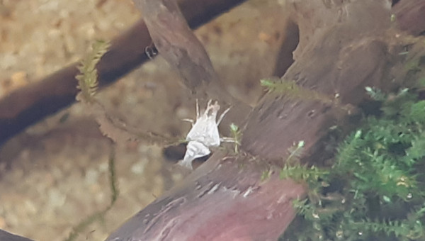 Les fifilles grandissent !!! Vivement les première repros ^^