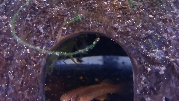 Femelle ♀️ Fundulopanchax scheeli