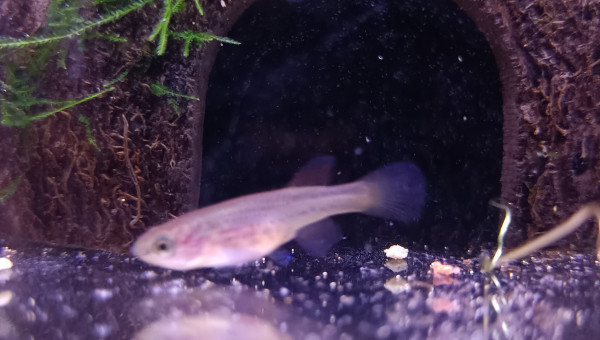 Femelle ♀️ Fundulopanchax gardneri Nsukka