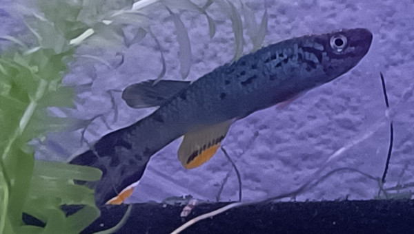 Jeune mâle ♂️ Fundulopanchax scheeli