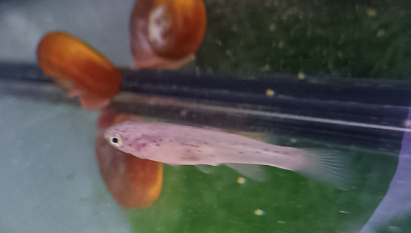 Femelle ♀️ Fundulopanchax scheeli