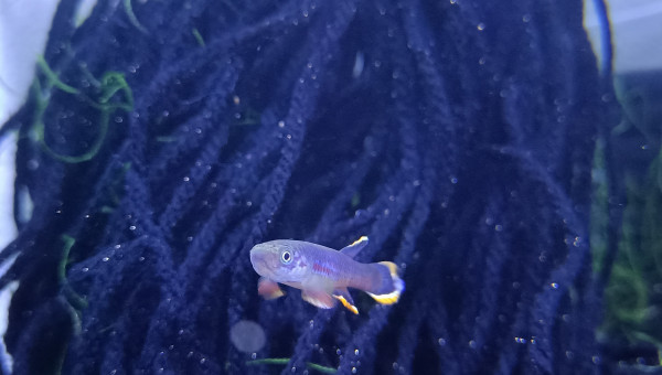 Mâle ♂️ Aphyosemion celiae celiae Teke CXC 21