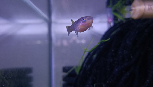 Femelle ♀️ Aphyosemion celiae celiae Teke CXC 21