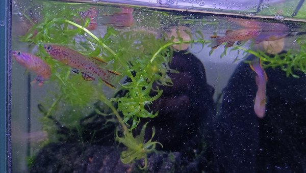 Mâles ♂️ Fundulopanchax nigerianus innidere