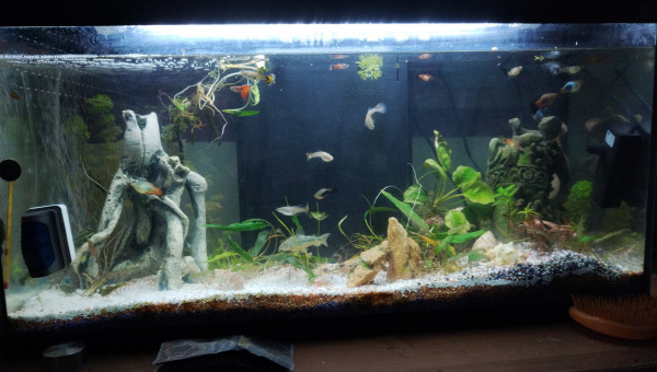 Aquarium 80l