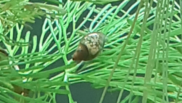 Moi qui pensais ne pas avoir eu de passager clandestin...