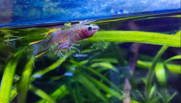 Fundulopanchax nigerianus innidere