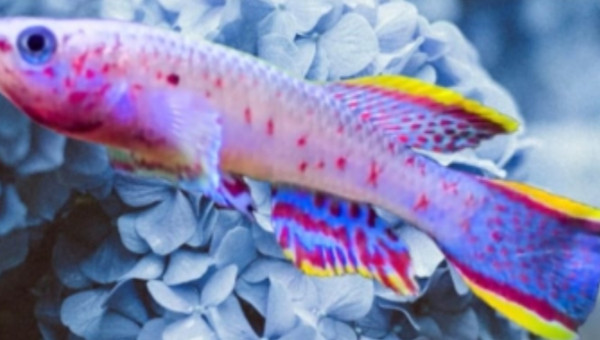 Fundulopanchax nigerianus innidere