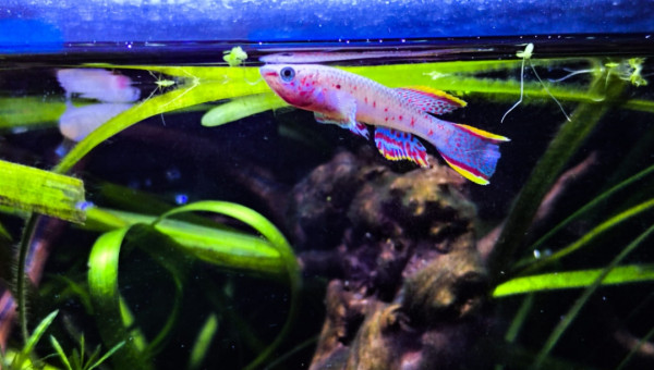 Fundulopanchax nigerianus innidere