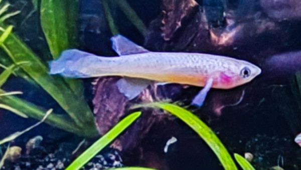 Femelle ♀️ Fundulopanchax nigerianus innidere