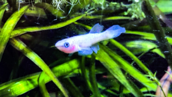 Femelle ♀️ Fundulopanchax nigerianus innidere