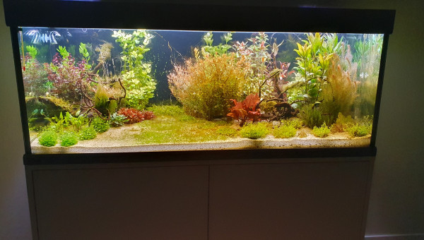 Quelques nouvelles du bac en cours de cyclage.