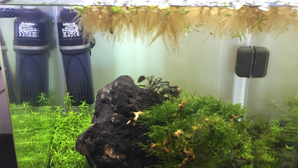 Ça pousse, ça pousse !