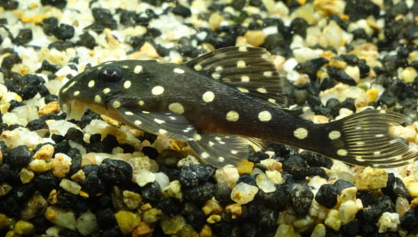 Hypancistrus sp. L210 (Non, ce n'est pas un Inspector)