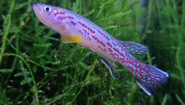 Mâle ♂️ Fundulopanchax marmoratus Mundemba GS 88-01