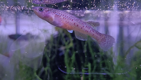 Femelle ♀️ Fundulopanchax marmoratus Mundemba GS 88-01