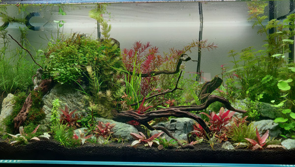 Aquael Ultra Clear 200L