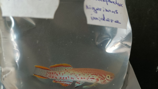 Fundulopanchax nigerianus innidere