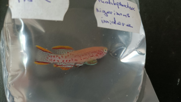 Fundulopanchax nigerianus innidere