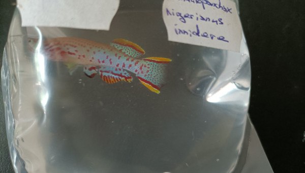 Fundulopanchax nigerianus innidere