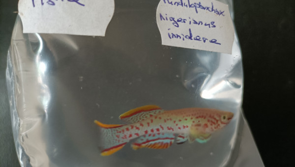 Fundulopanchax nigerianus innidere