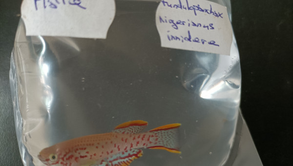 Fundulopanchax nigerianus innidere