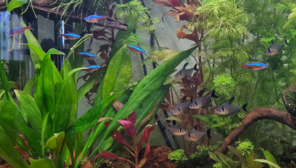 La beauté des plantes